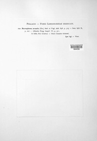 Macrophoma acuaria image